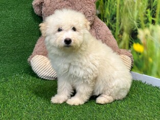 Crossbreed Poodle x Boomer female Puppy for sale 007996227